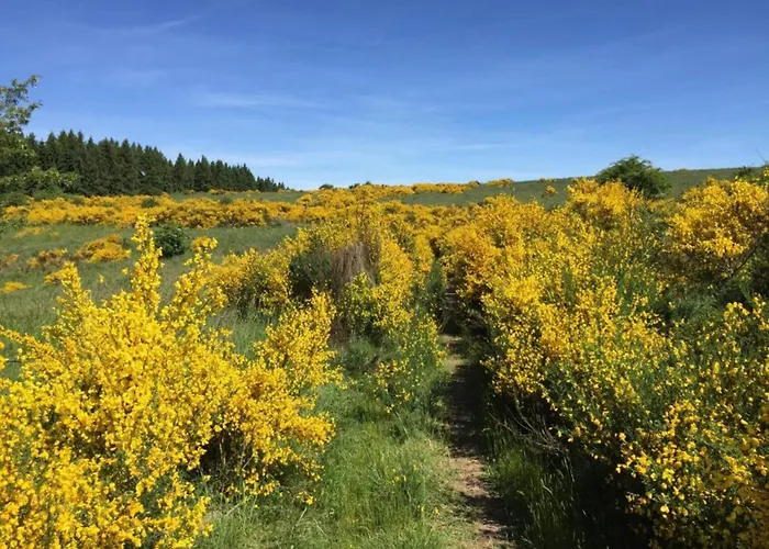 Modernes Apartment Mit Parkplatz In Der Eifel Апартаменты *